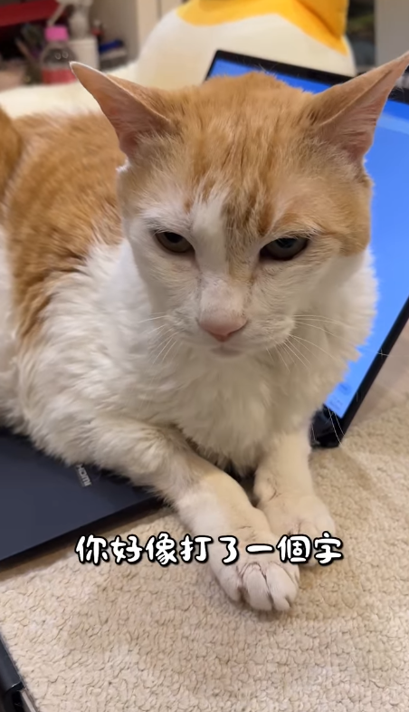 黃阿瑪 lying across a laptop on the carpet, front paws crossed, looking down with a tired expression.