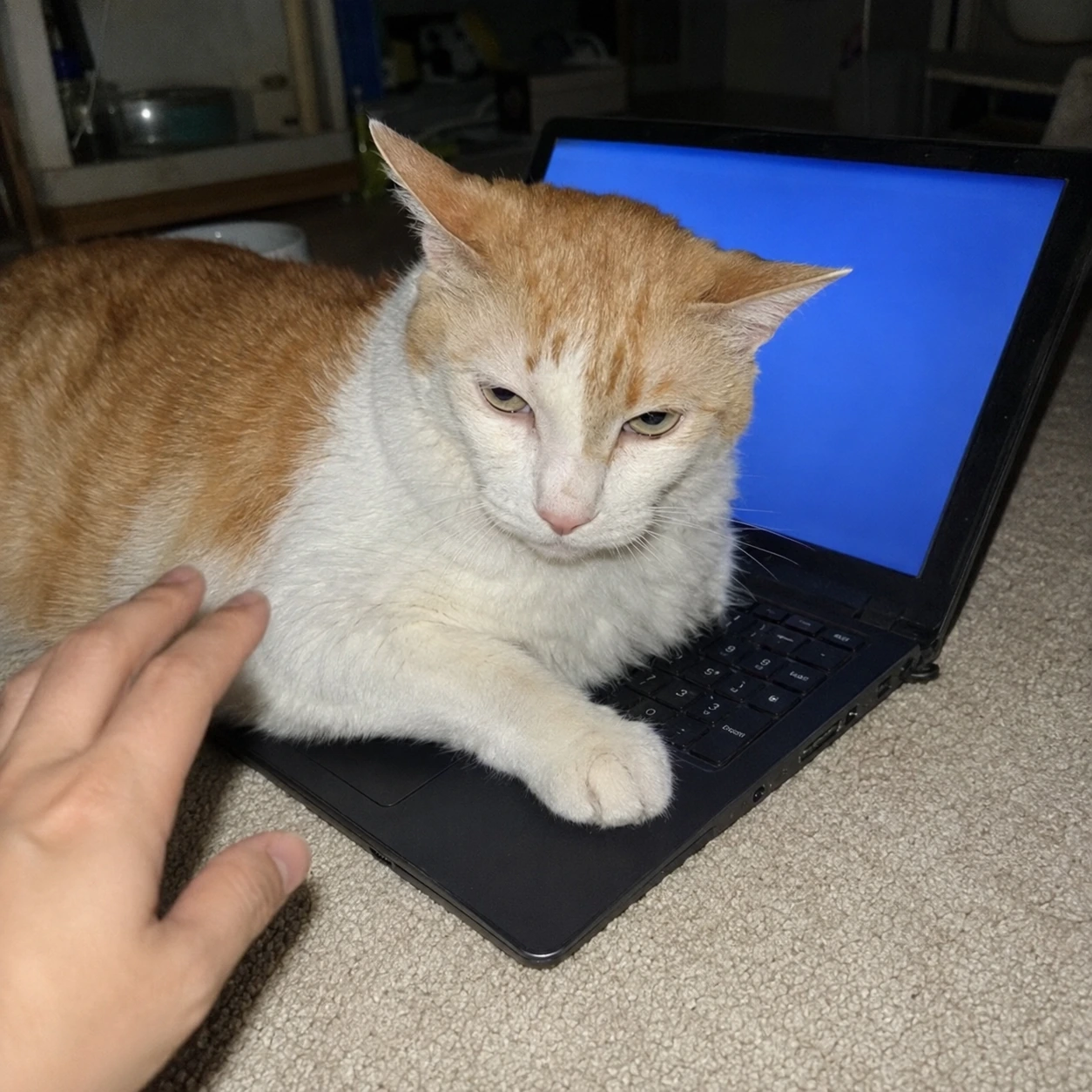 黃阿瑪 lying with his whole body across an open laptop keyboard, the blue screen glowing behind him, one white paw resting on the trackpad while a human hand reaches in from the left.