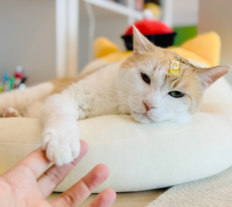 黃阿瑪 resting in a cream cat bed wearing a small gold crown hairclip, reaching one white paw out to touch a human finger.
