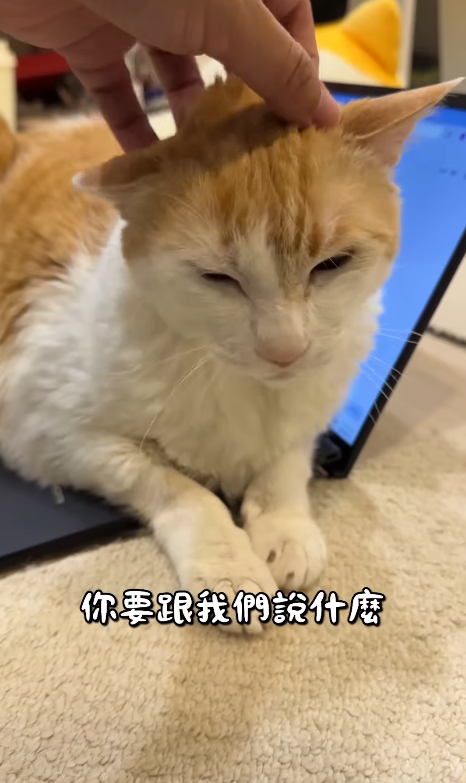 黃阿瑪 lying on a laptop with his eyes half closed and paws crossed while a hand strokes the top of his head.