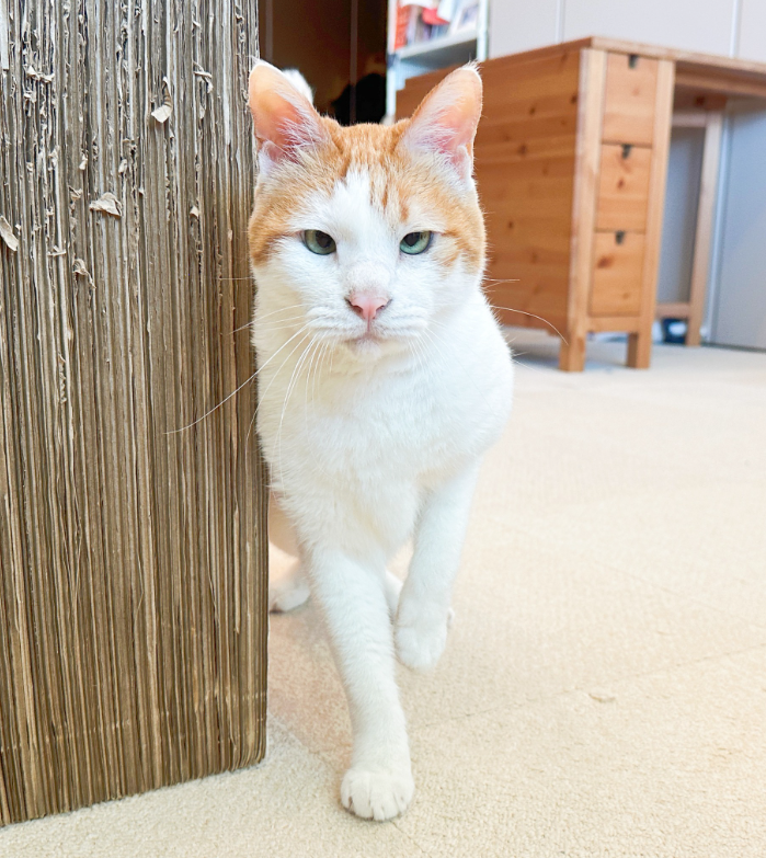 黃阿瑪 walking directly towards the camera across a pale carpet, passing a tall sisal scratching post, with wooden furniture behind.