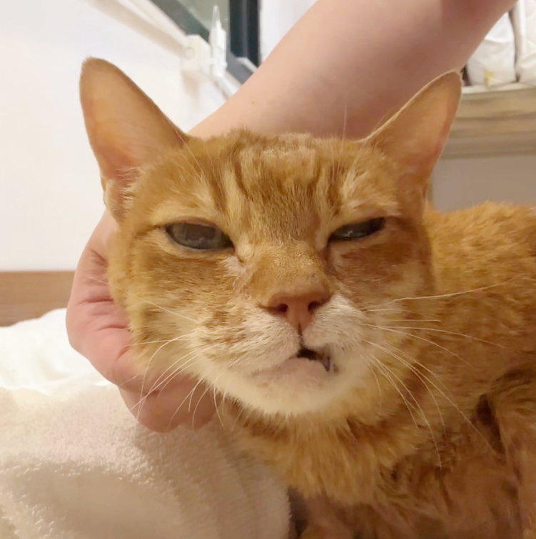 A close view of the elderly orange tabby elder of the household resting on a white towel while a hand cradles the side of his face.
